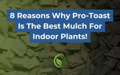 8 Reasons Why Pro-Toast Is the Best Mulch for Indoor Plants