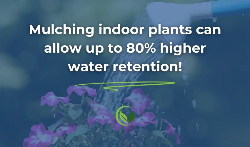 Mositure retention plants Mositure retention plants