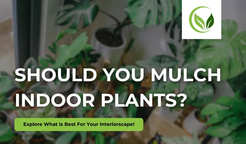 should you mulch indoor plants 4 tips to begin interior landscaping