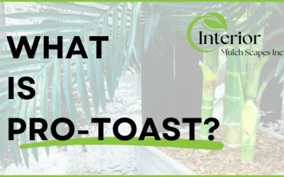 What Is Pro-Toast?