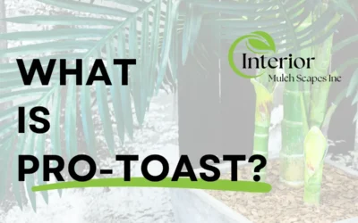 What Is Pro-Toast?