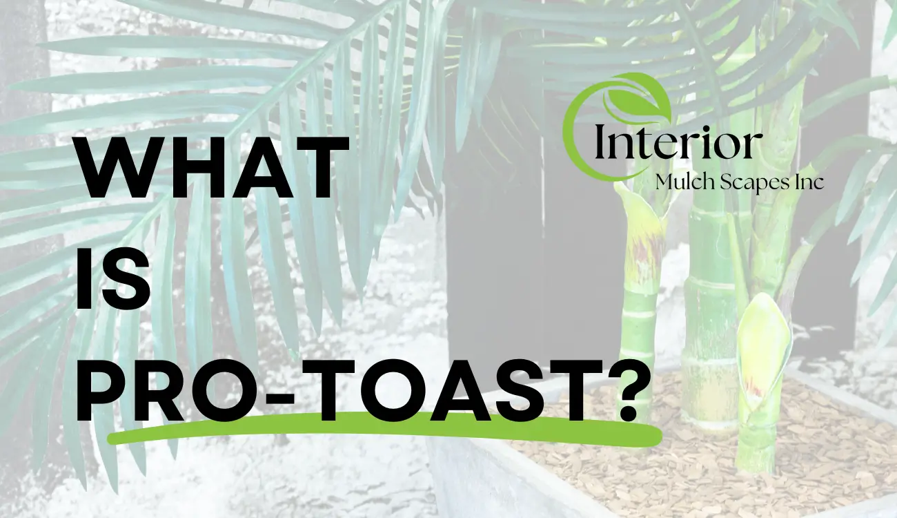 What Is Pro-Toast?