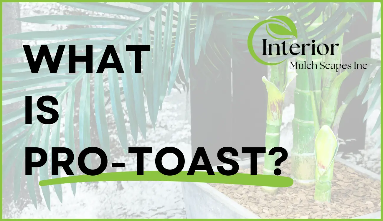 Blog Header - What Is Pro-Toast text and logo with an image of pro-toast caramel in a plant in the background