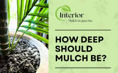 How Deep Should Mulch Be?
