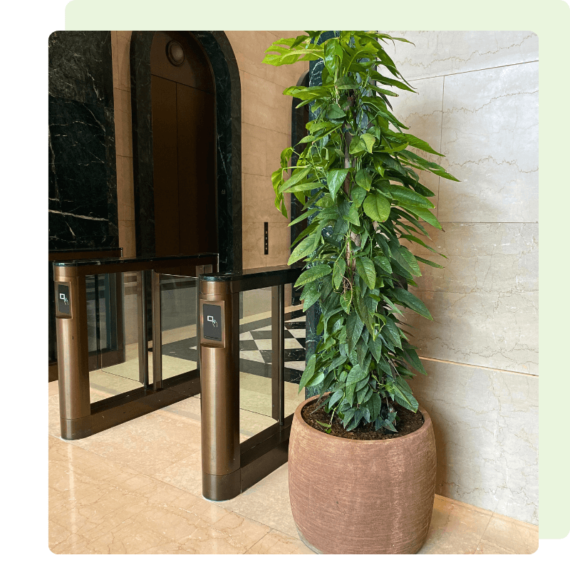 Plant in a commercial setting with Pro Toast 3