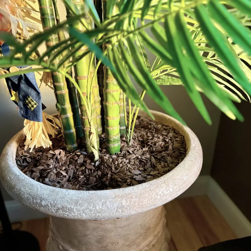 Plant image 2 Plant image 2