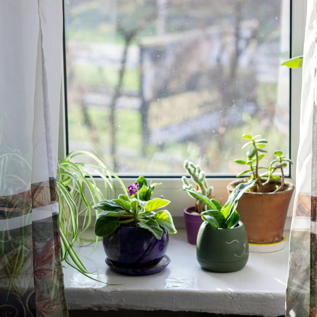 plants sitting in window