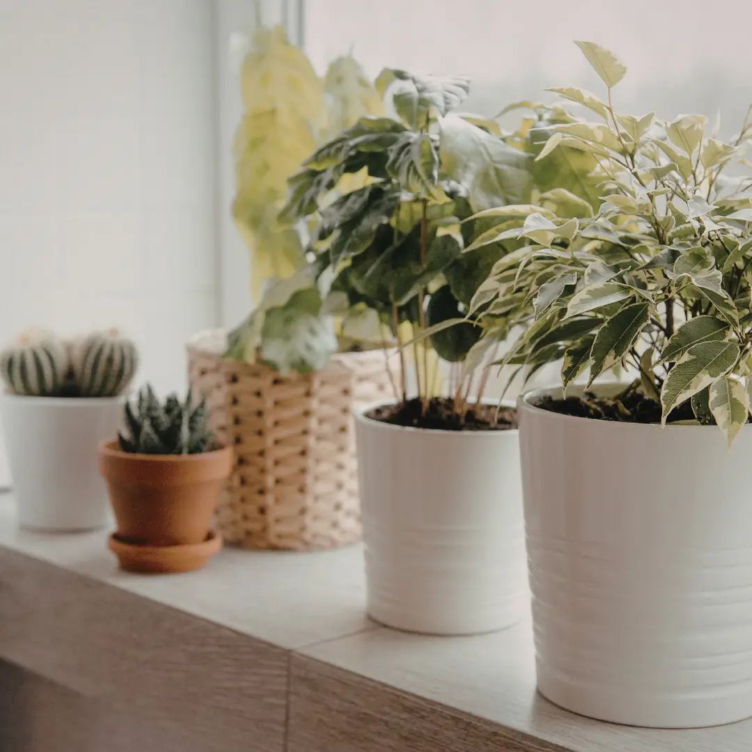 plants sitting on table