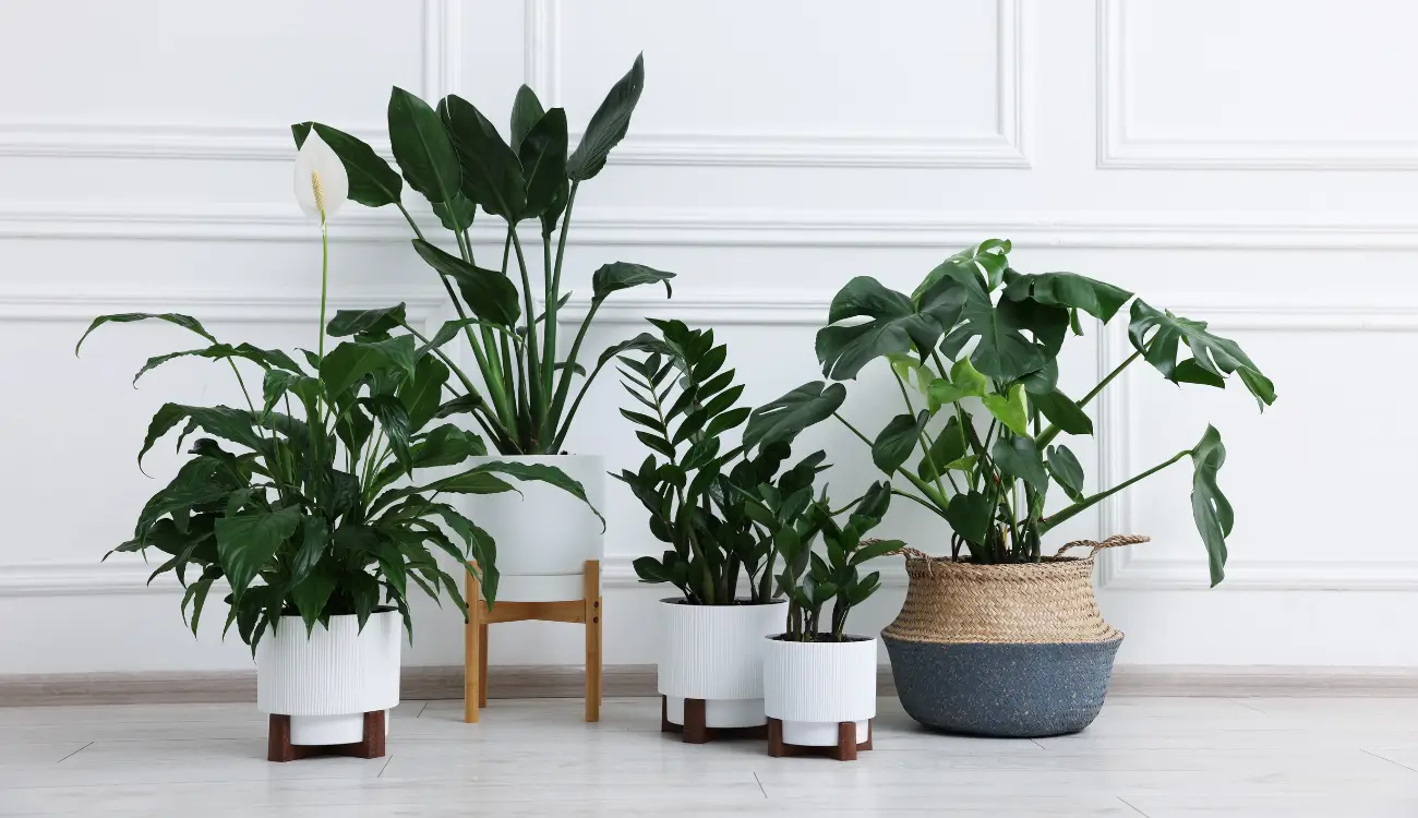 Is Interior Mulch Safe for Indoor Plants?