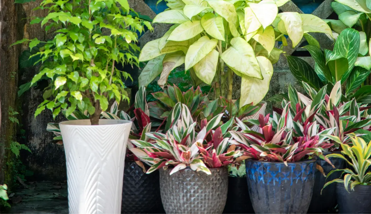 How to Apply Interior Mulch the Right Way