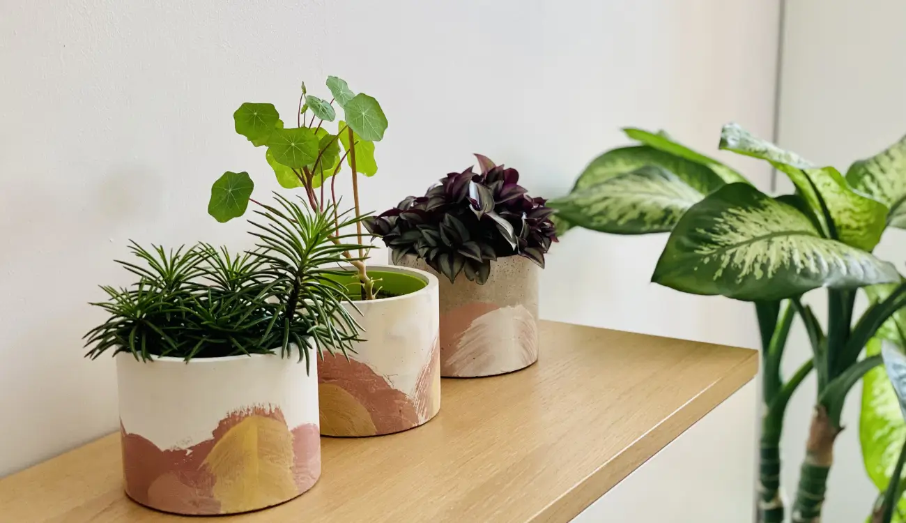 How to Choose the Best Mulch Color for Indoor Planters